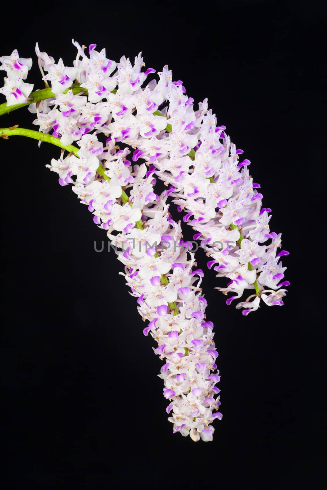 White, pink  orchid on a black background , Rhynchostylis retusa.
