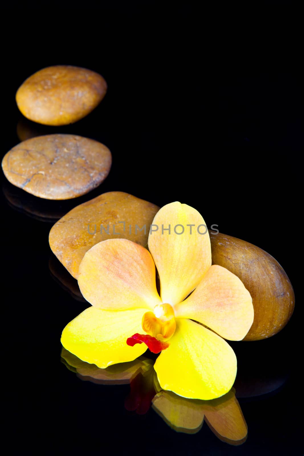 stones and orchid by jee1999