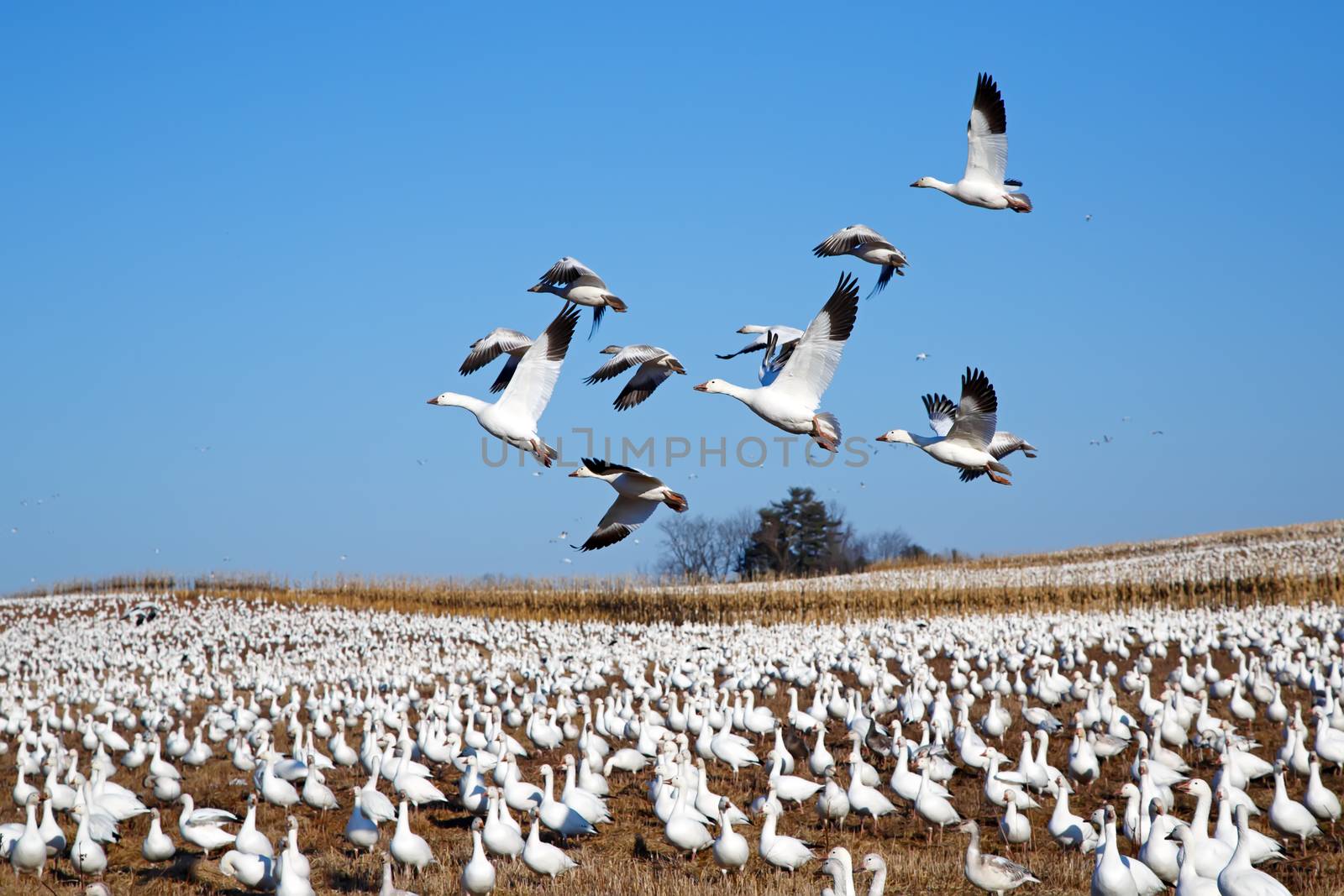Thousands of Snow Geese feeding in a field at Middle Creek Wildlife Management Area in Lancaster County,  Pennsylvania, USA.