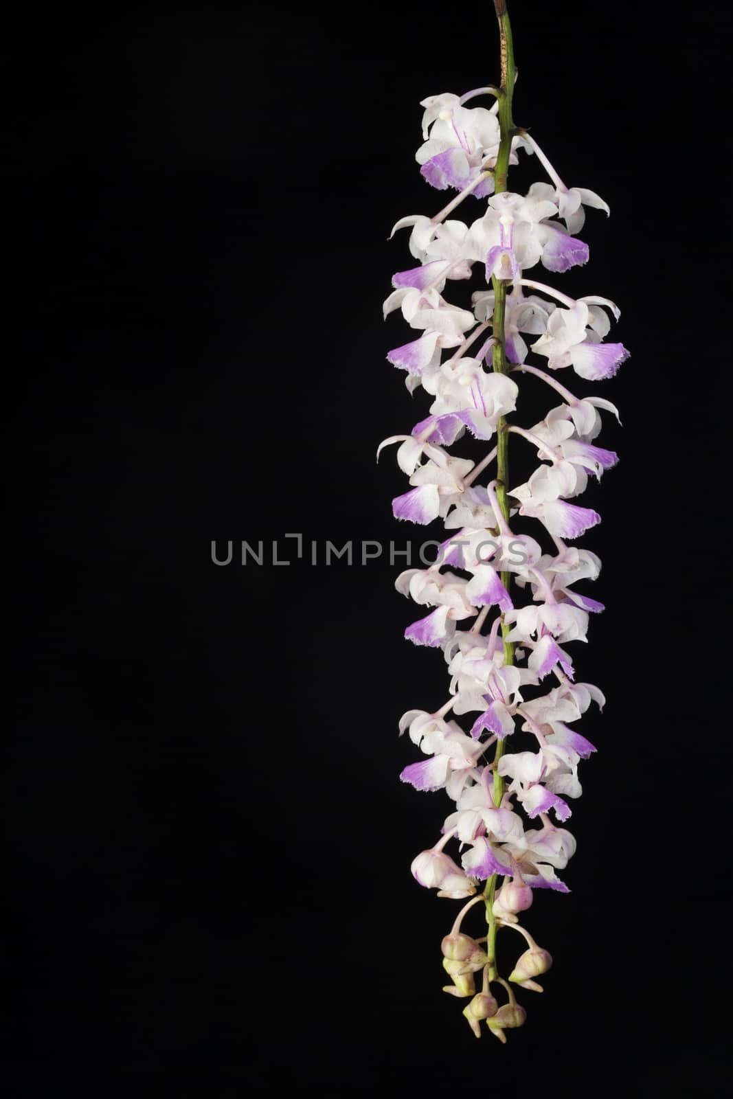 pink orchid flowers isolated on white backgroun