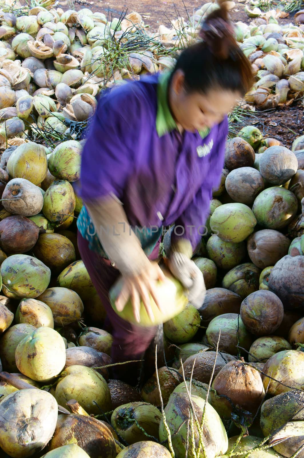 Asian worker, coconut, Vietnamese, Mekong Delta by xuanhuongho