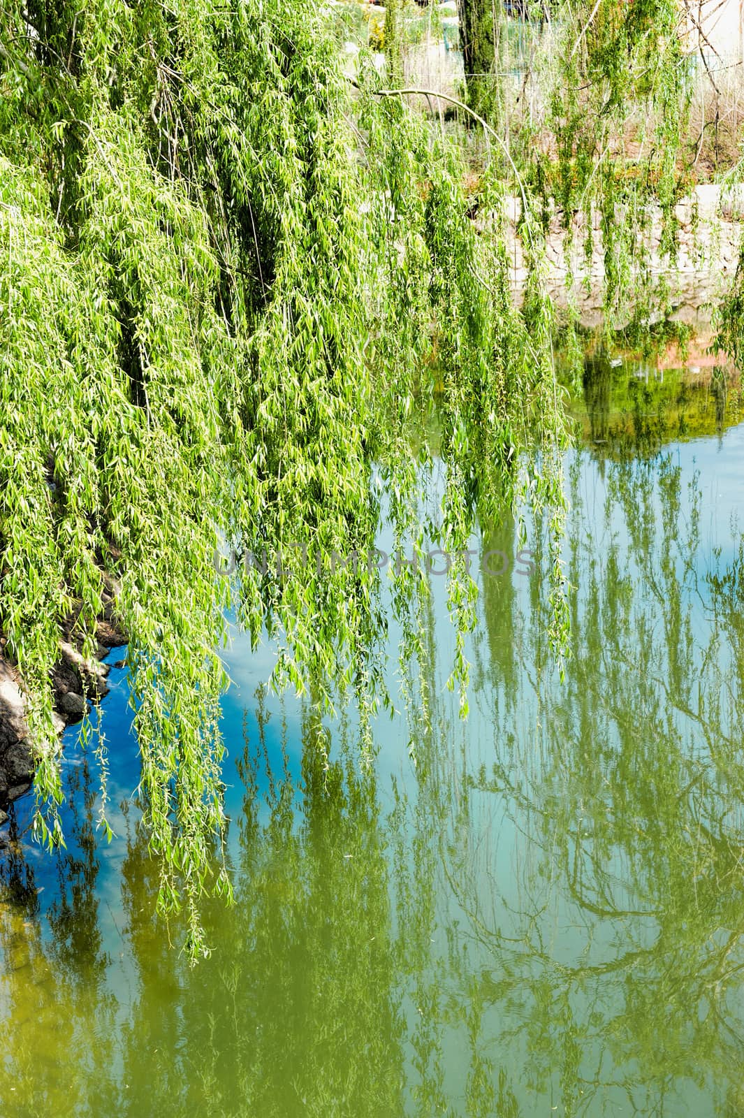 Willow over water by ben44