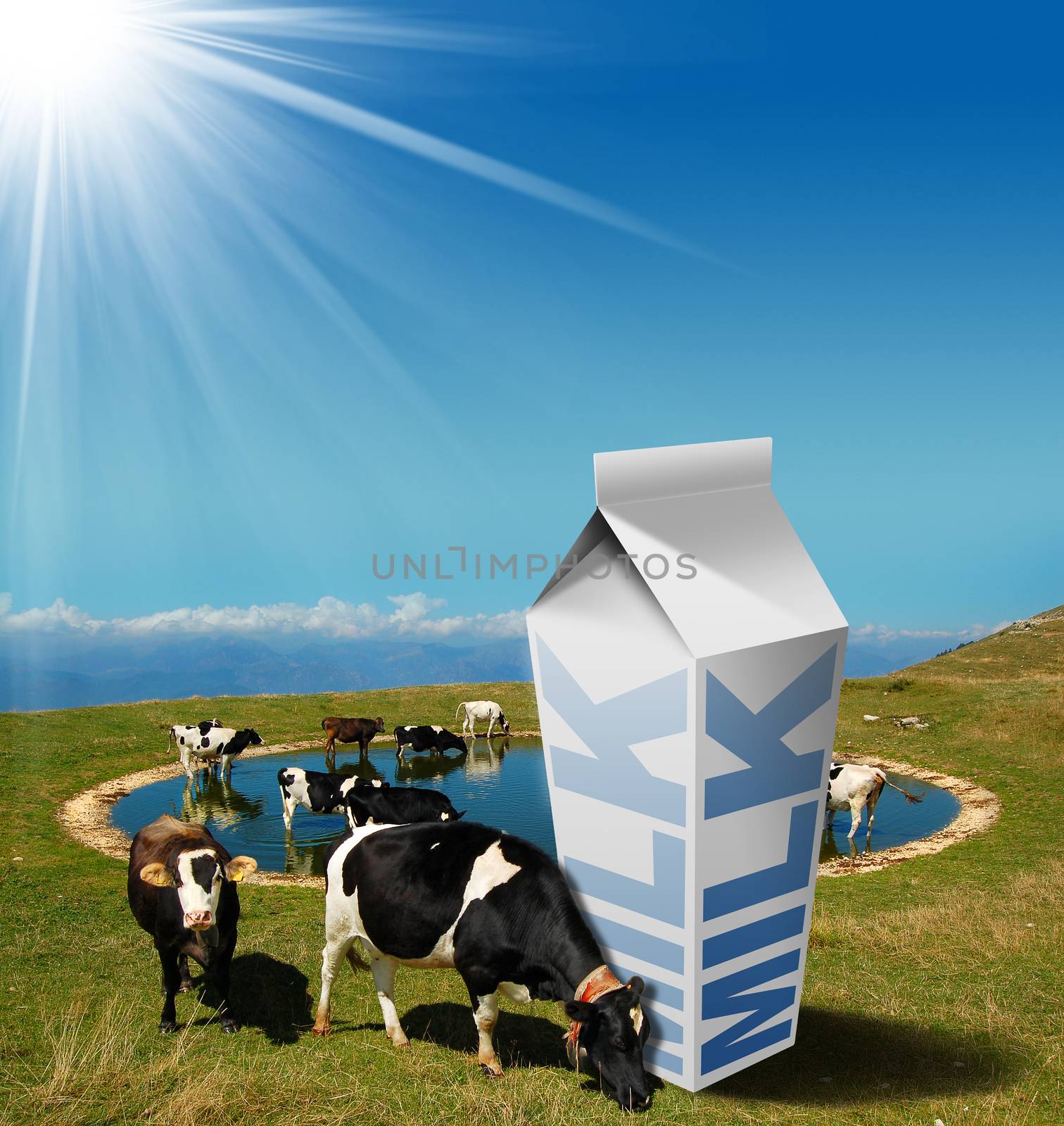 Cows grazing in the mountains with white milk carton with text Milk. Fresh milk concept