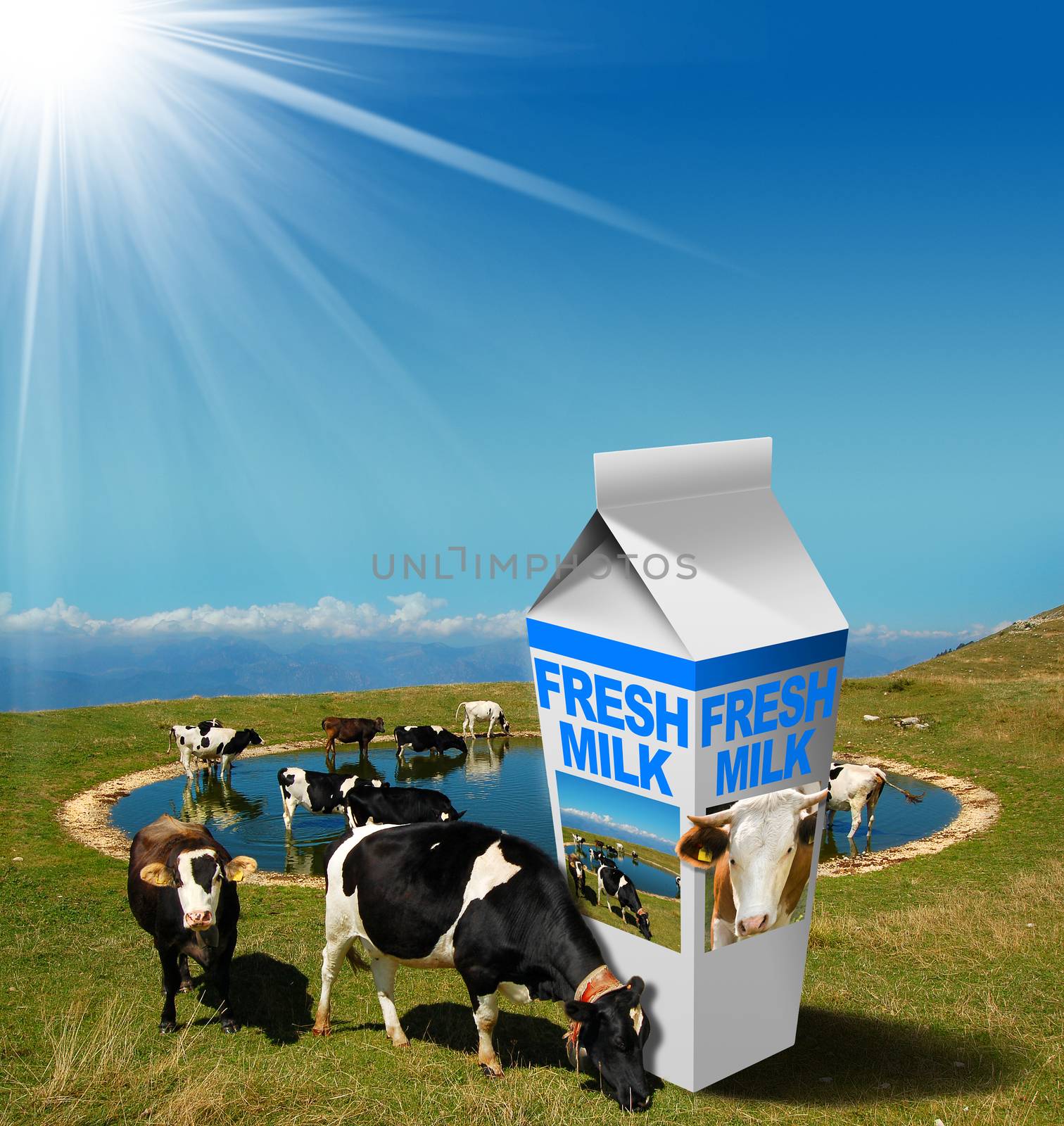 Cows grazing in the mountains with white milk carton with text Fresh Milk. Fresh milk concept