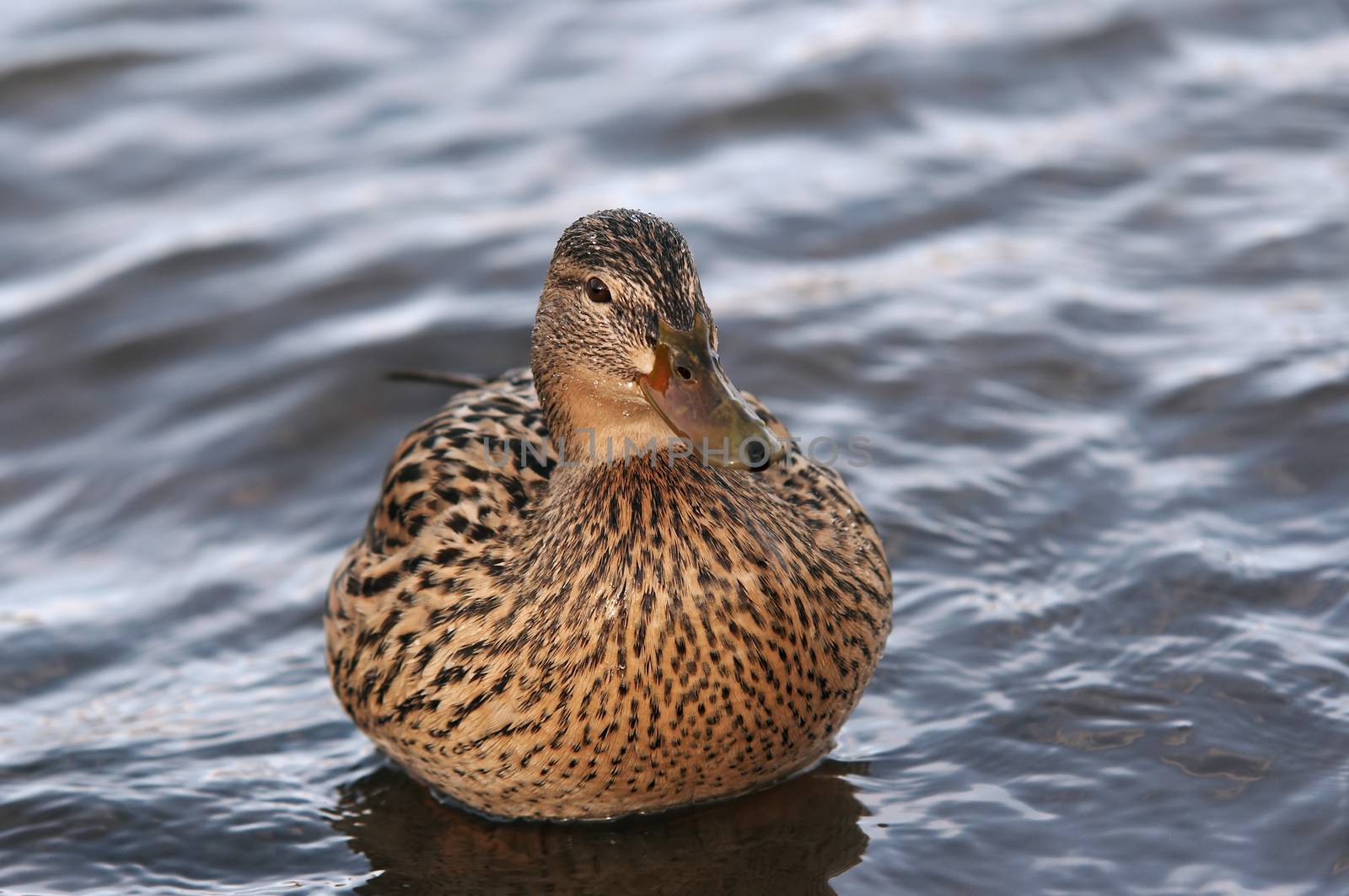 Shot of the wild duck floating on the water