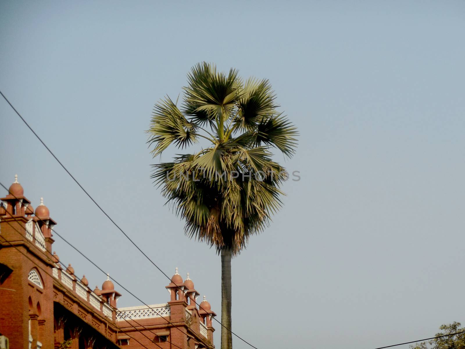 coconut palm tree in blue sky by shawlinmohd
