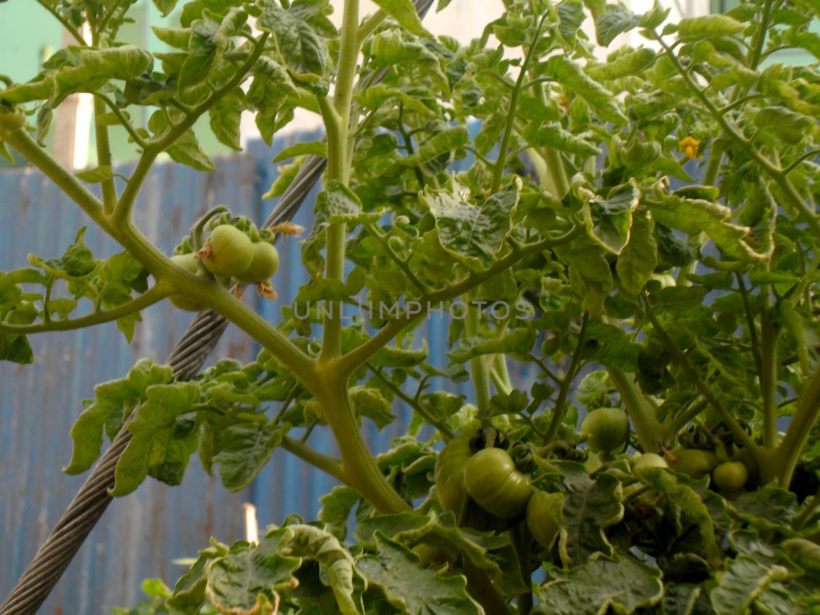 Unripe tomatoes in a garden by shawlinmohd