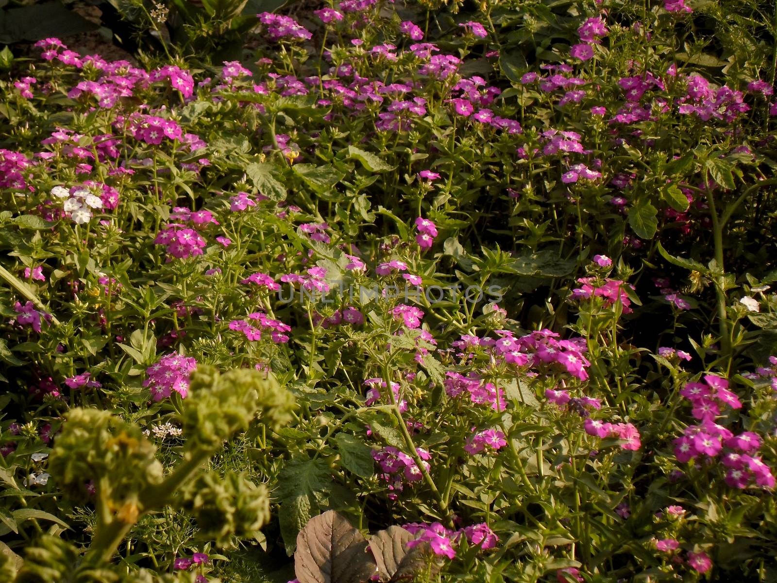 flowers in spring garden