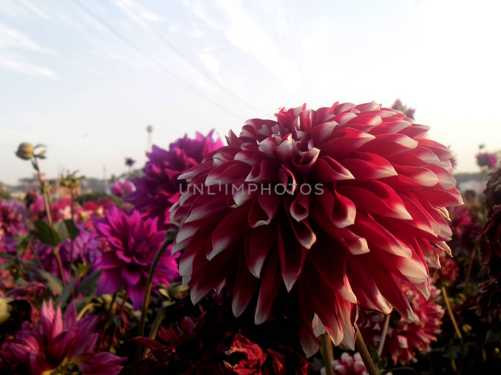 Dahlia by shawlinmohd