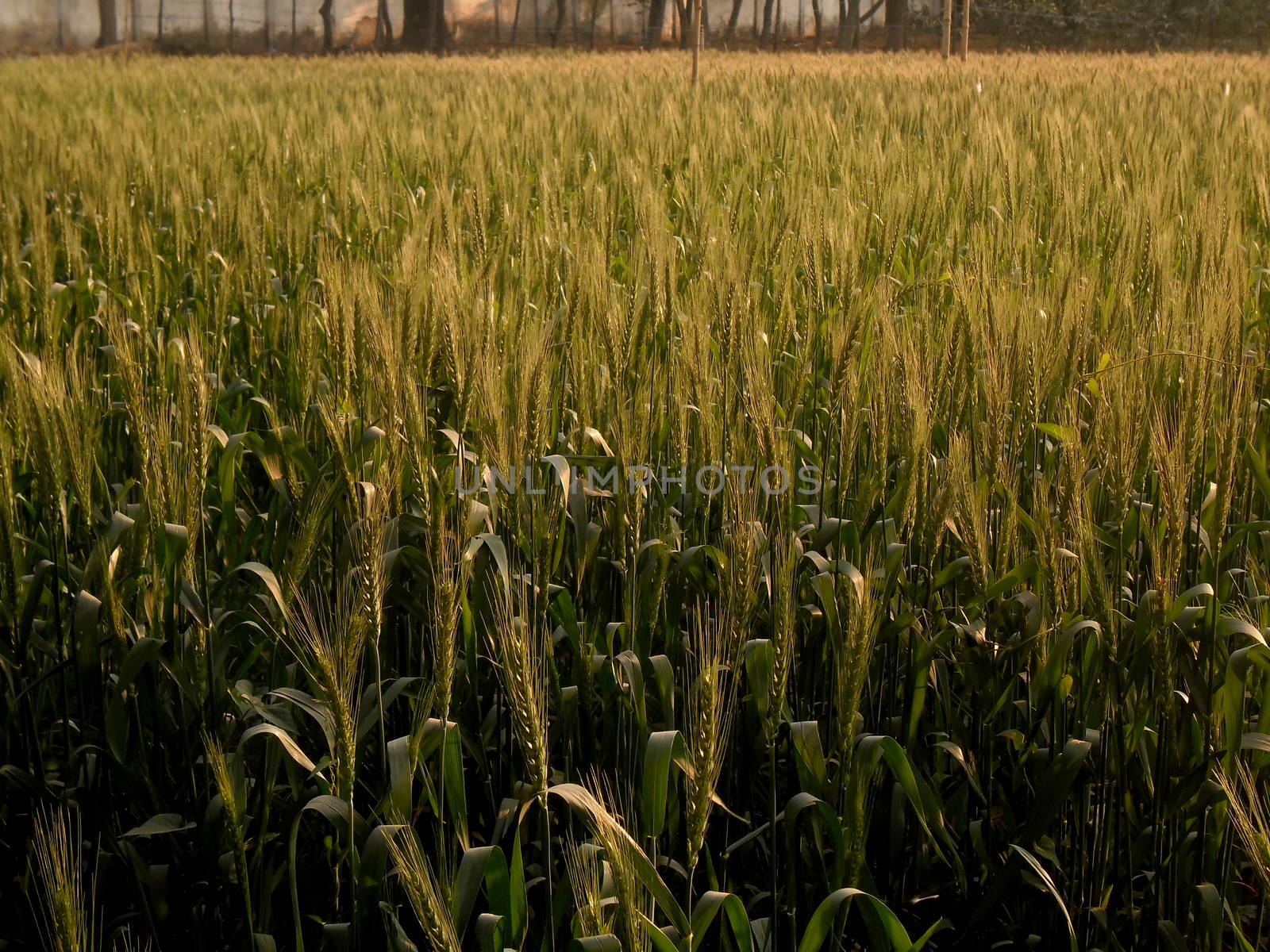 The wheat field