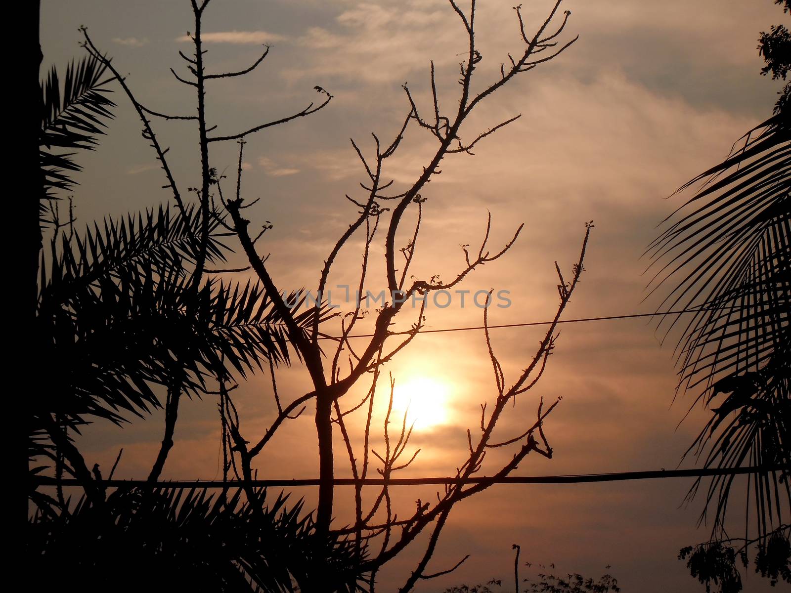 Sunset through the branches