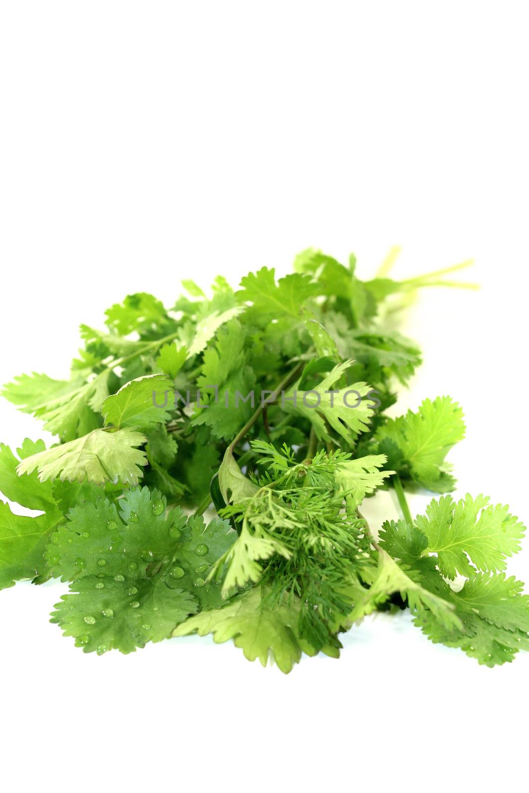 fresh green bunch of coriander on a light background