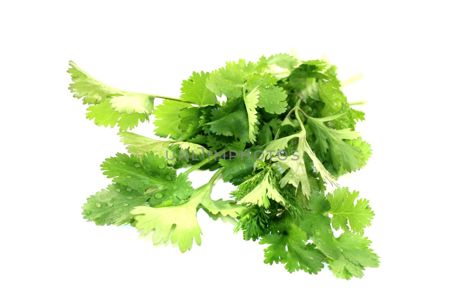 a bunch of coriander on light background