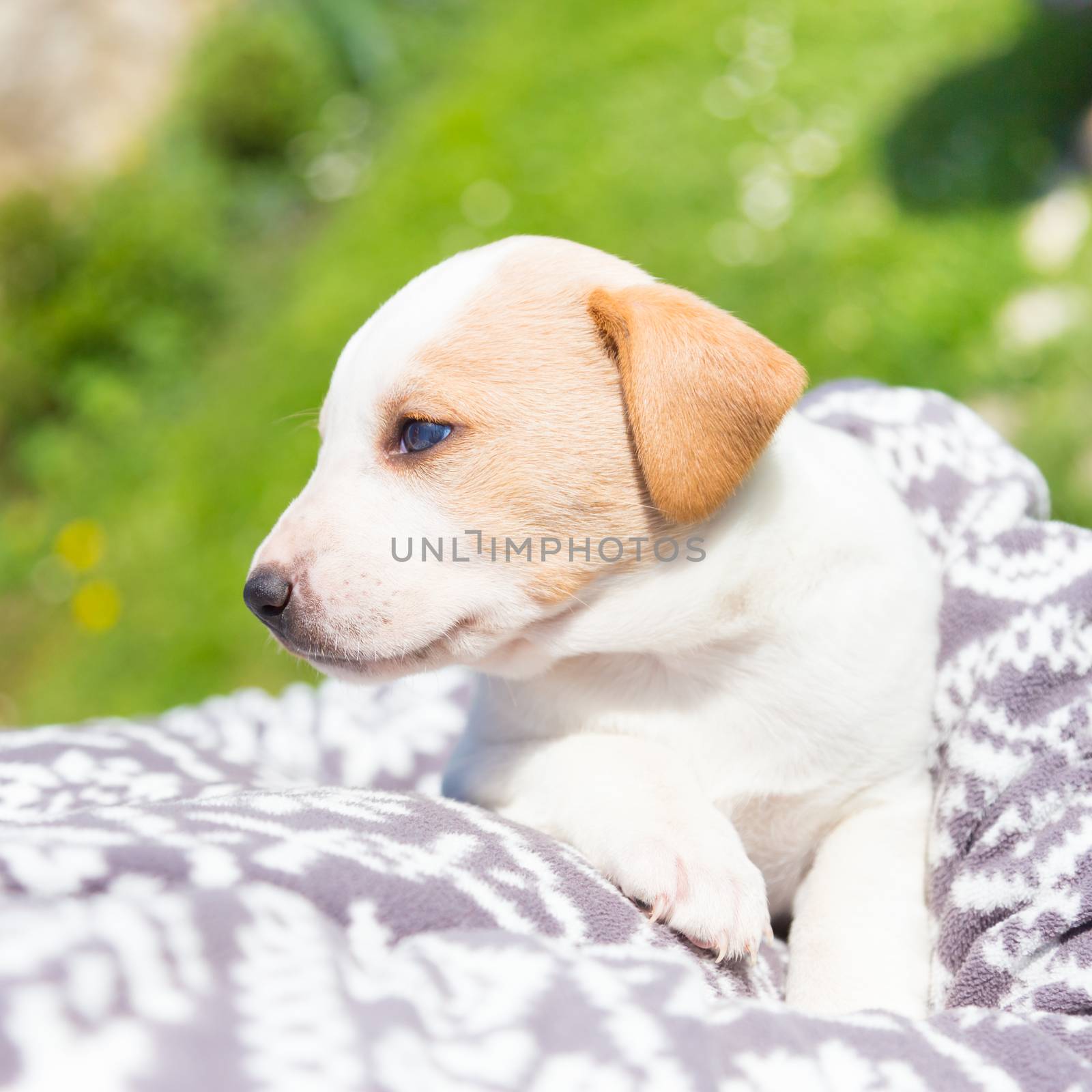 Mixed-breed adorable cute little puppy petting in a lap of a female owner, outdoors on a meadow on a sunny spring day.