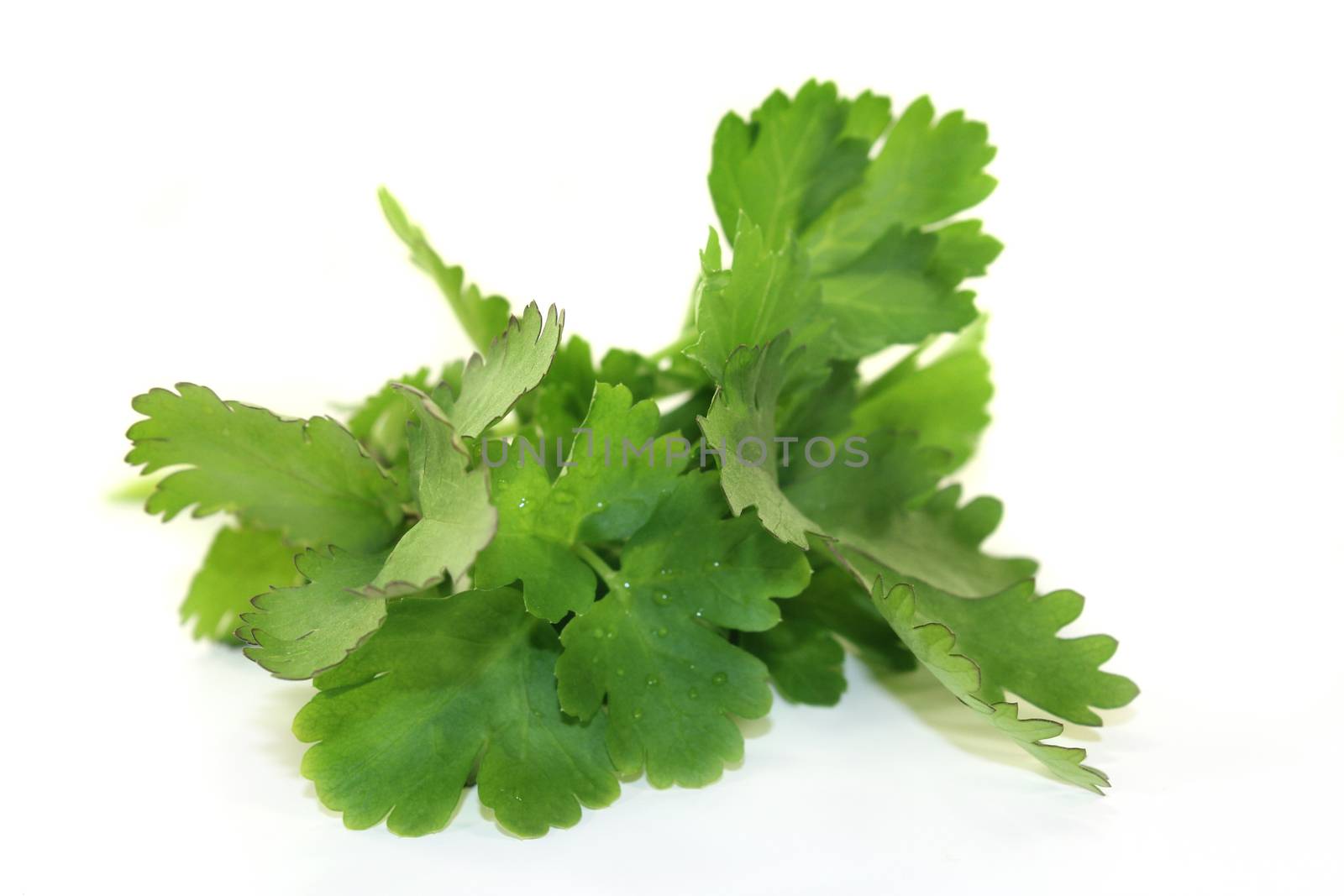 green bunch of Arugula on a light background