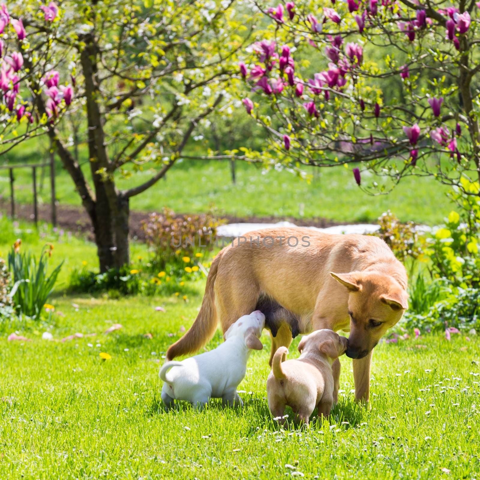 Mixed-breed cute little puppies playing with her dog mom outdoors on a meadow on a sunny spring day.