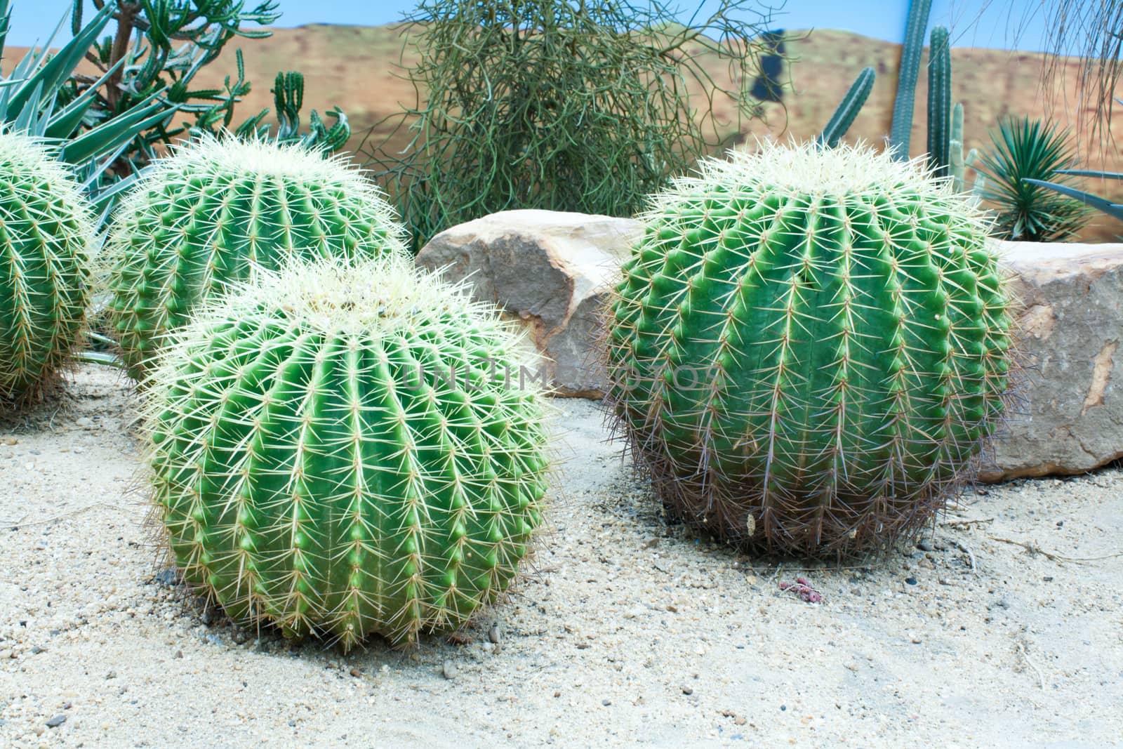 A Golden Barrel Cactus (Echinocactus sp.) in the Park