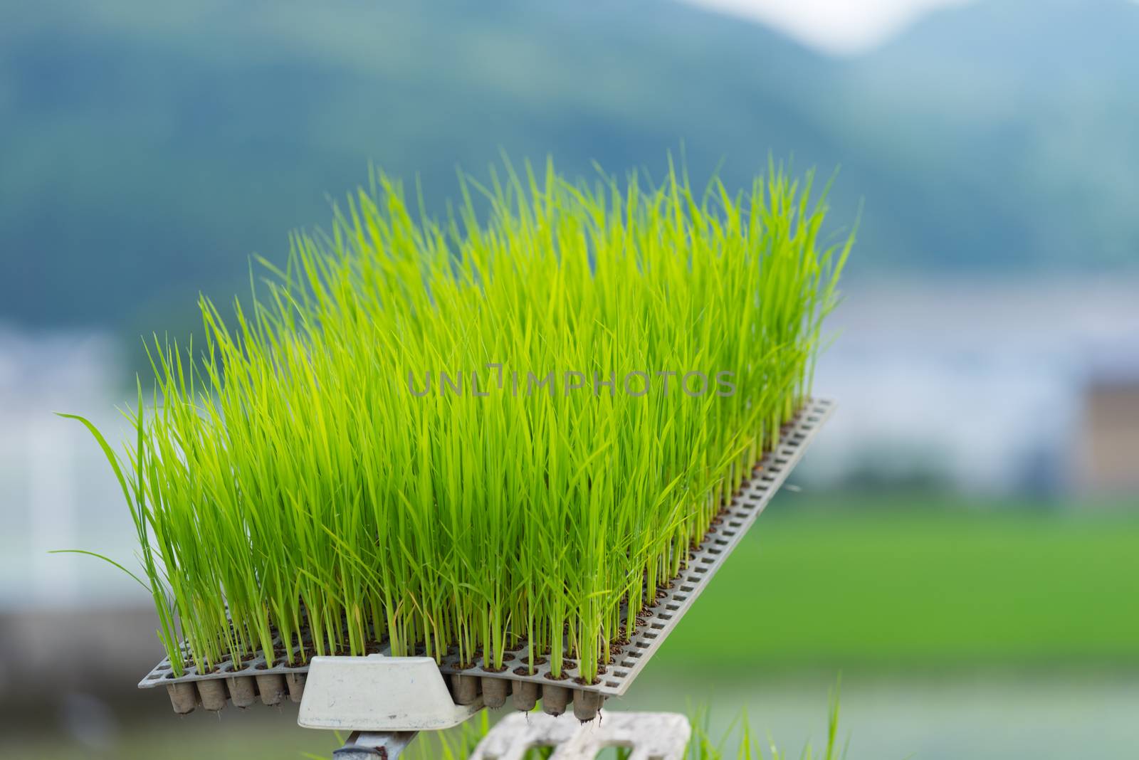 A tray of small rice seedlings with rice fields and mountains in the background.