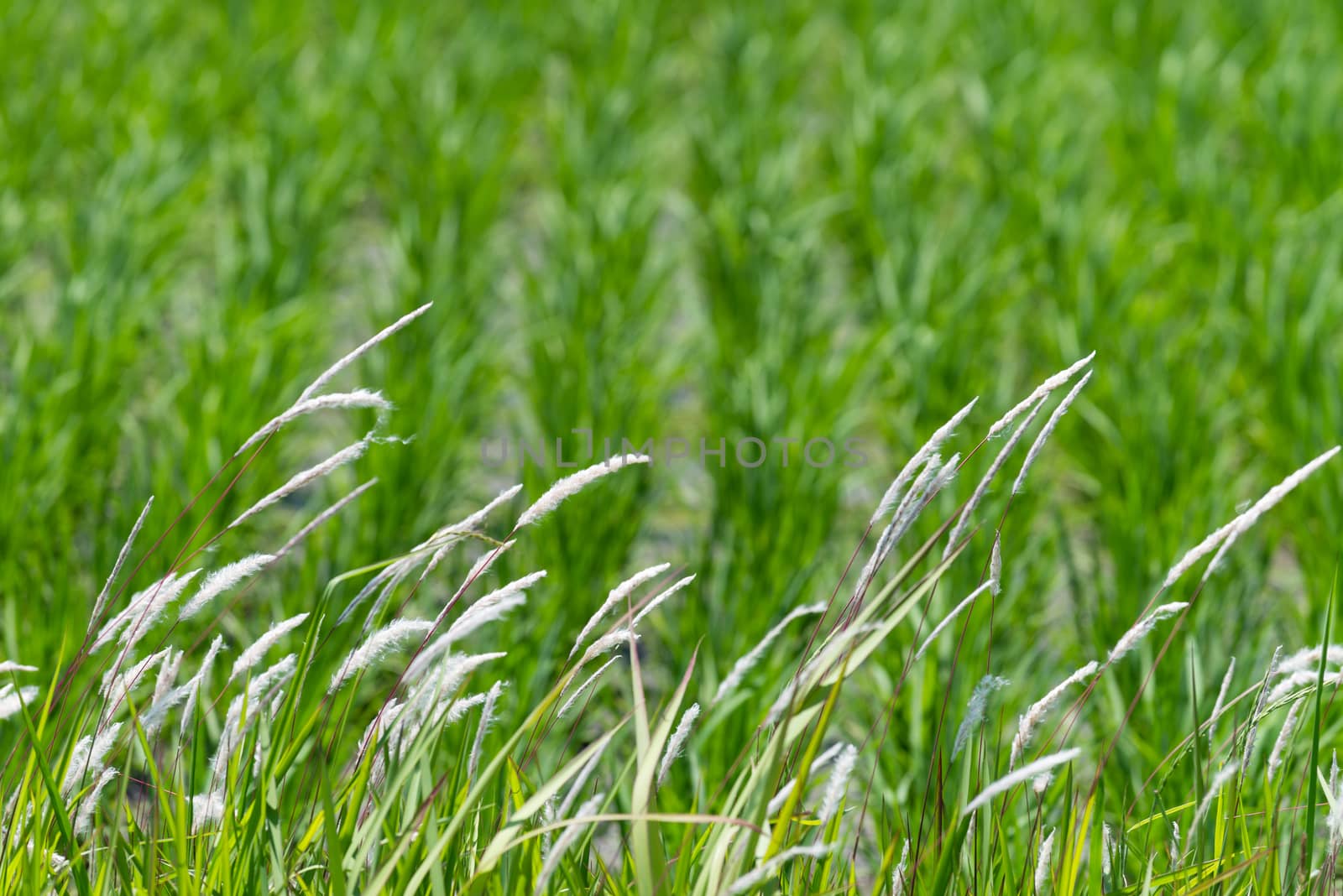 Stalks of Grass by justtscott