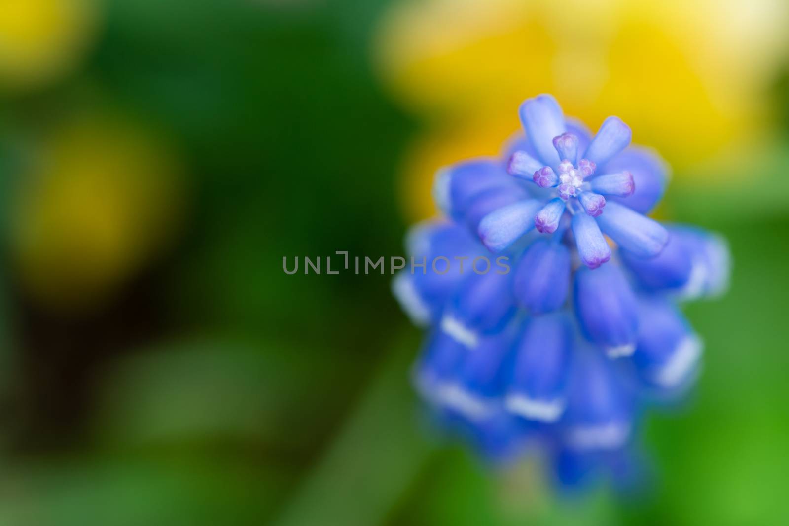 A close up shot of a grape hyacinth, also known as baby's breath, muscari and bluebell.