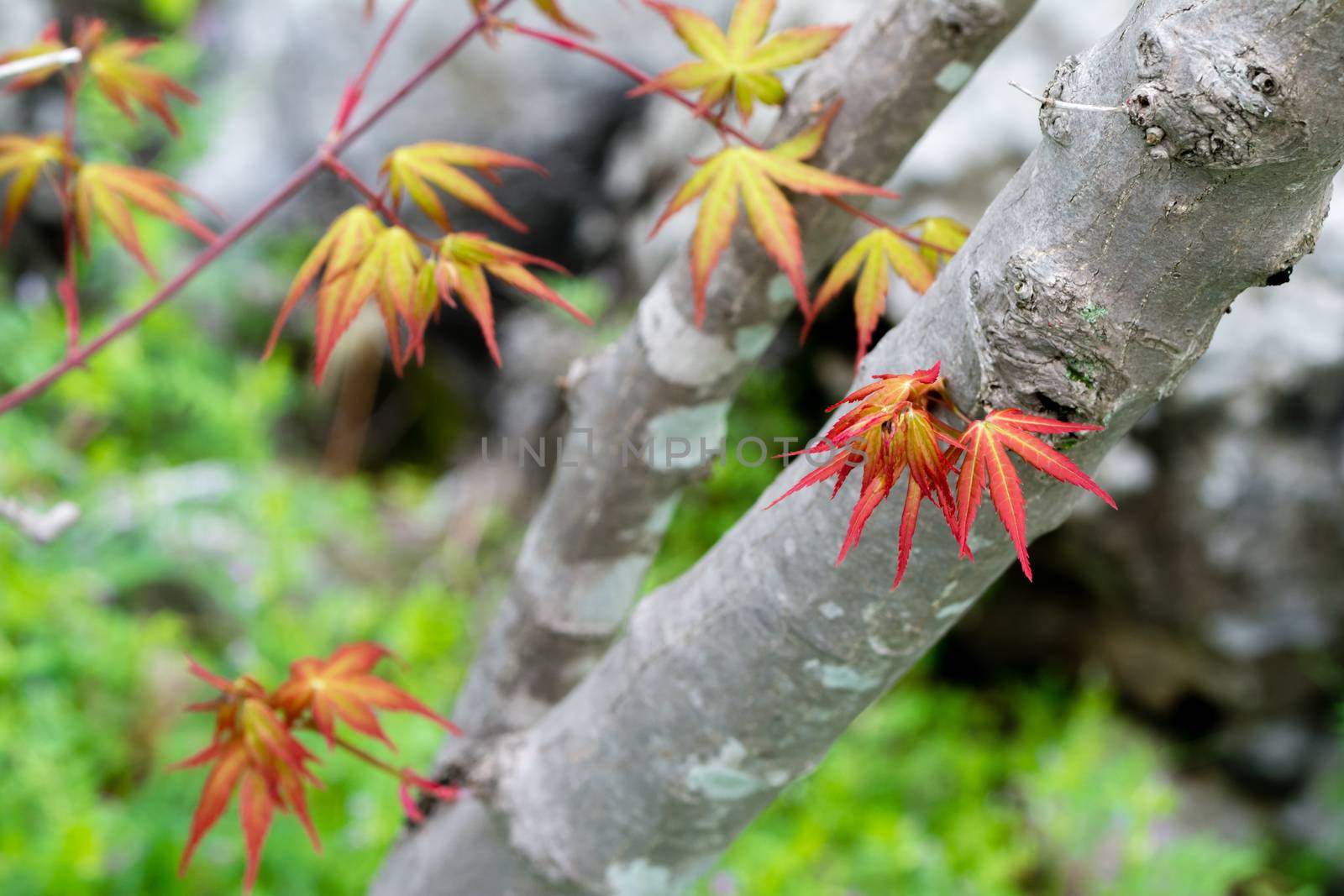 New leaves and branches growing out of the trunk of a Japanese maple tree in early spring.