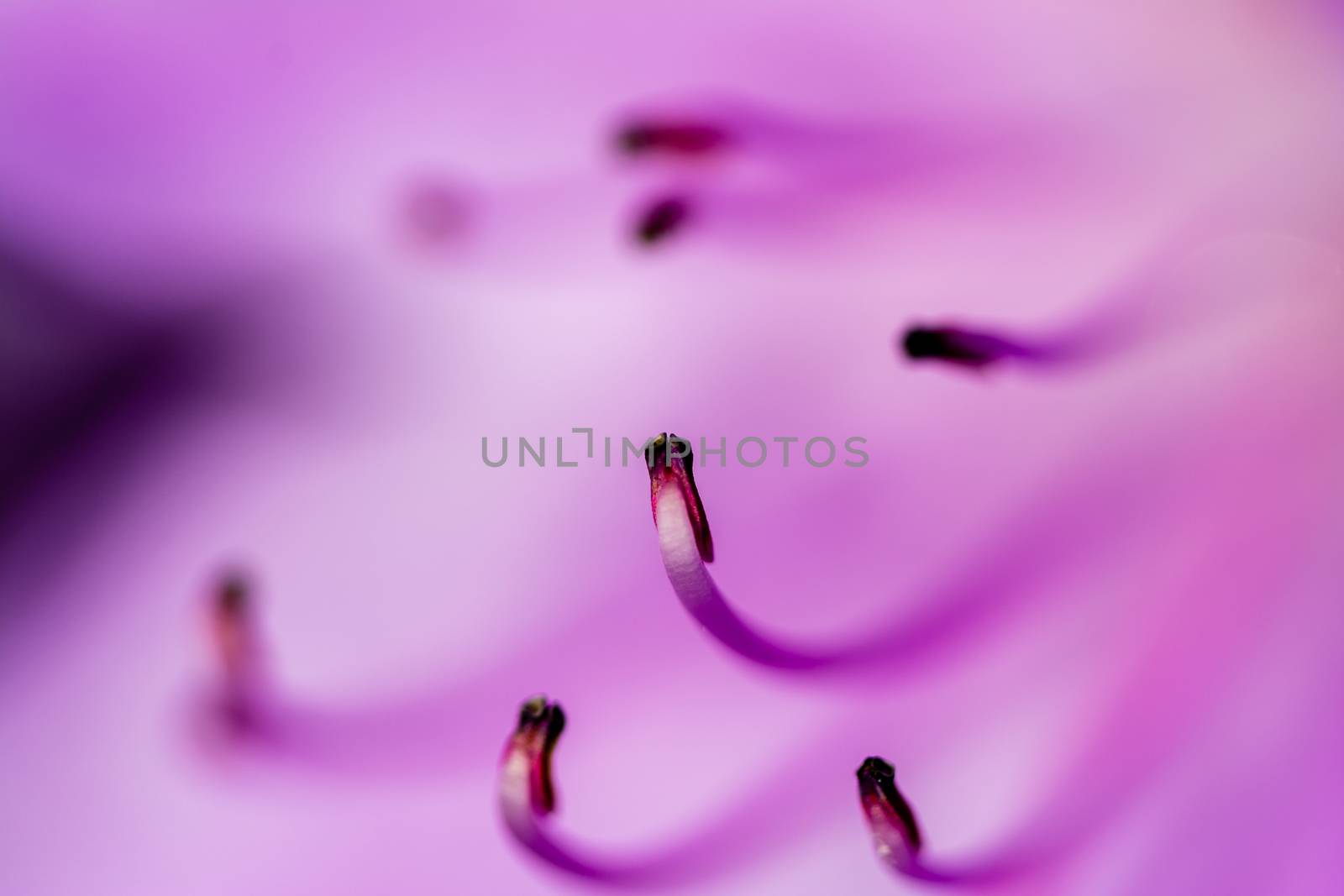 A close up shot of the stamens on a pink flower.