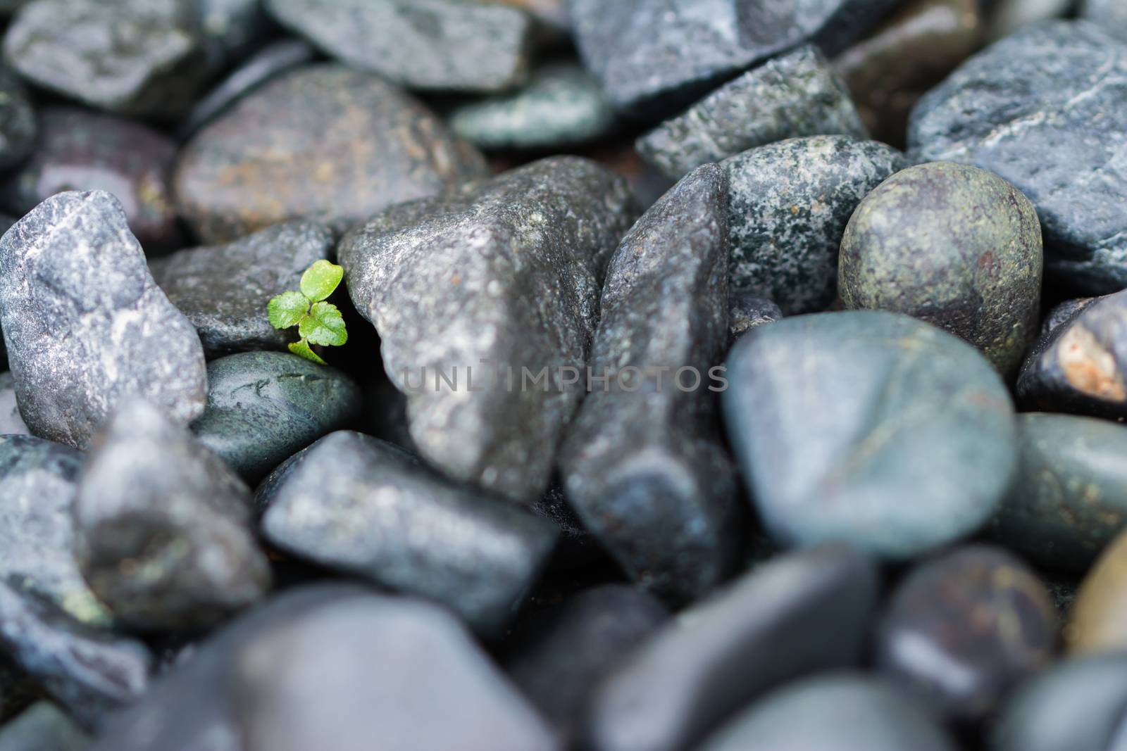 A few leaves from a small green plant growing and pushing through big heavy black rocks.