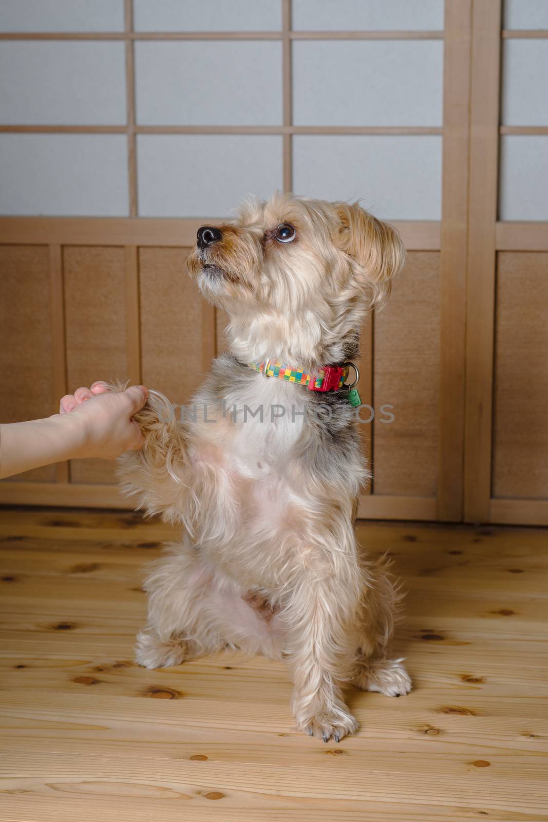 A cute Yorkshire terrier giving his paw.