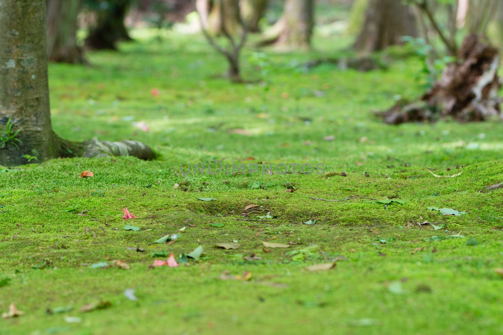 Moss covering smooth bumpy ground with some fallen leaves.