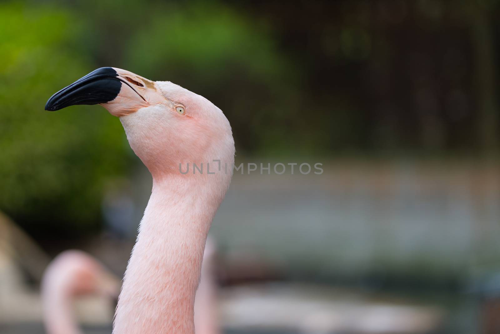 A side profile of a flamingo face.