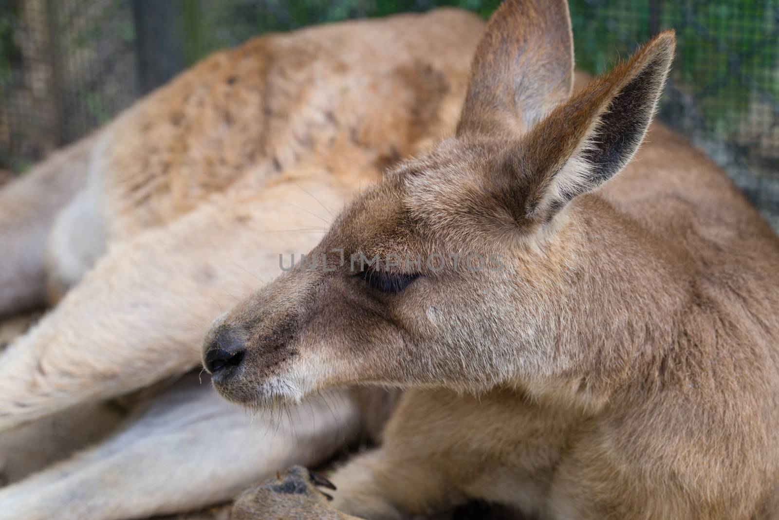 A close shot of a Kangaroo laying down relaxing
