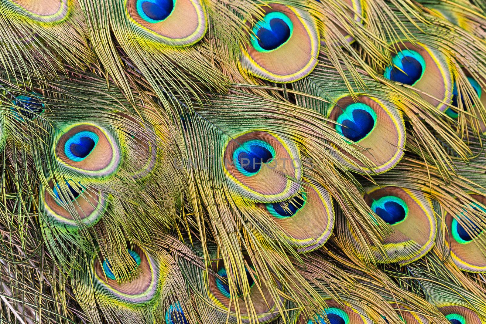 Peacock Train Feathers by justtscott