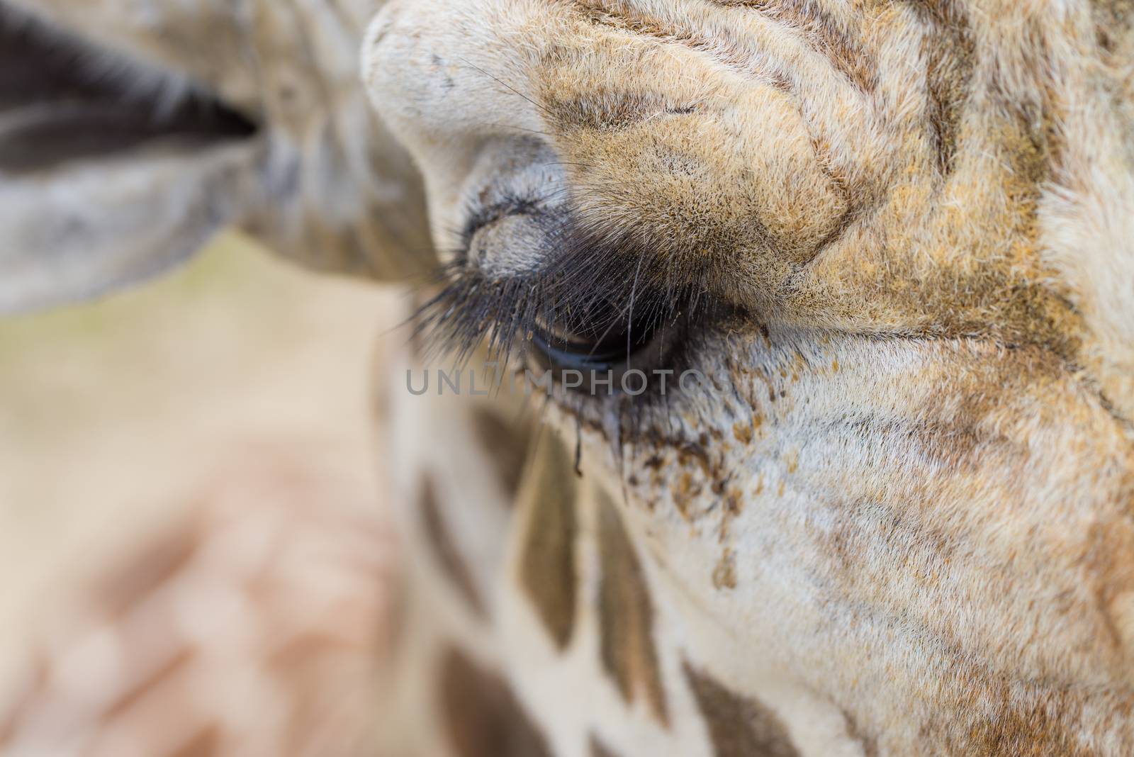 A close up of a giraffe's eye and eyelashes.