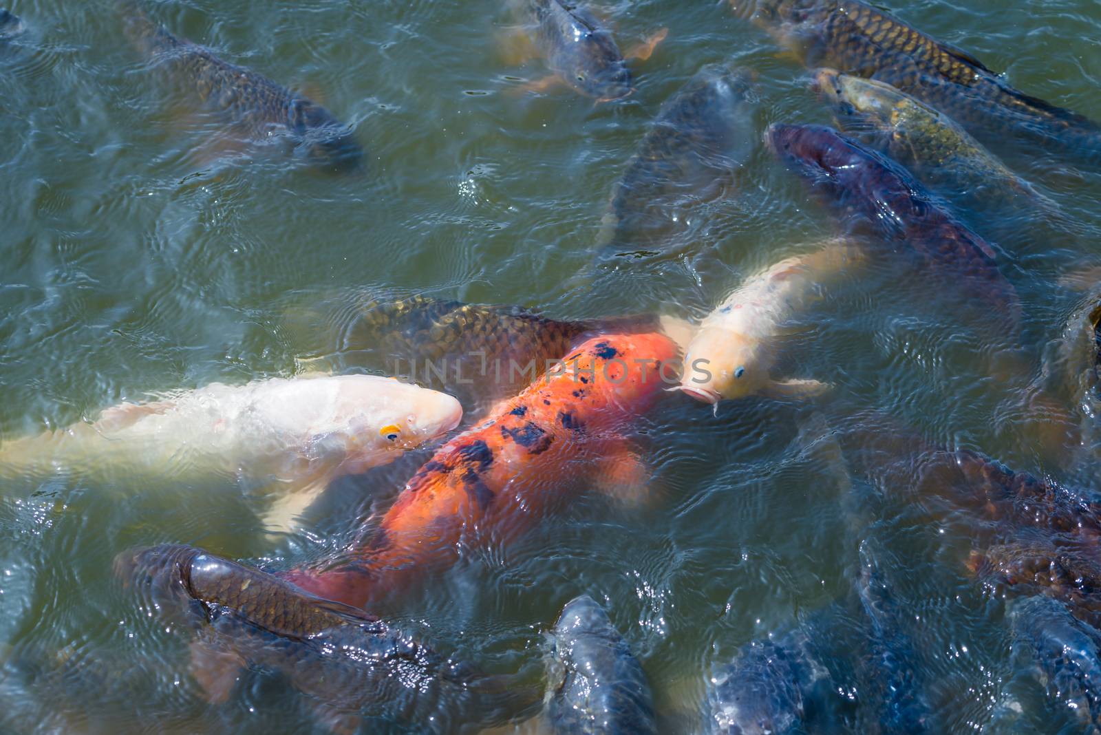 Many Japanese Koi fish gathering to eat.