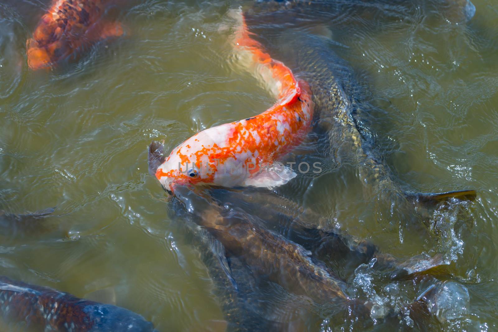 Many Japanese Koi fish gathering to eat.