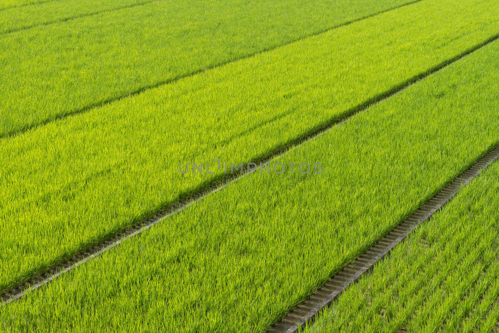 Endless Rice Fields by justtscott