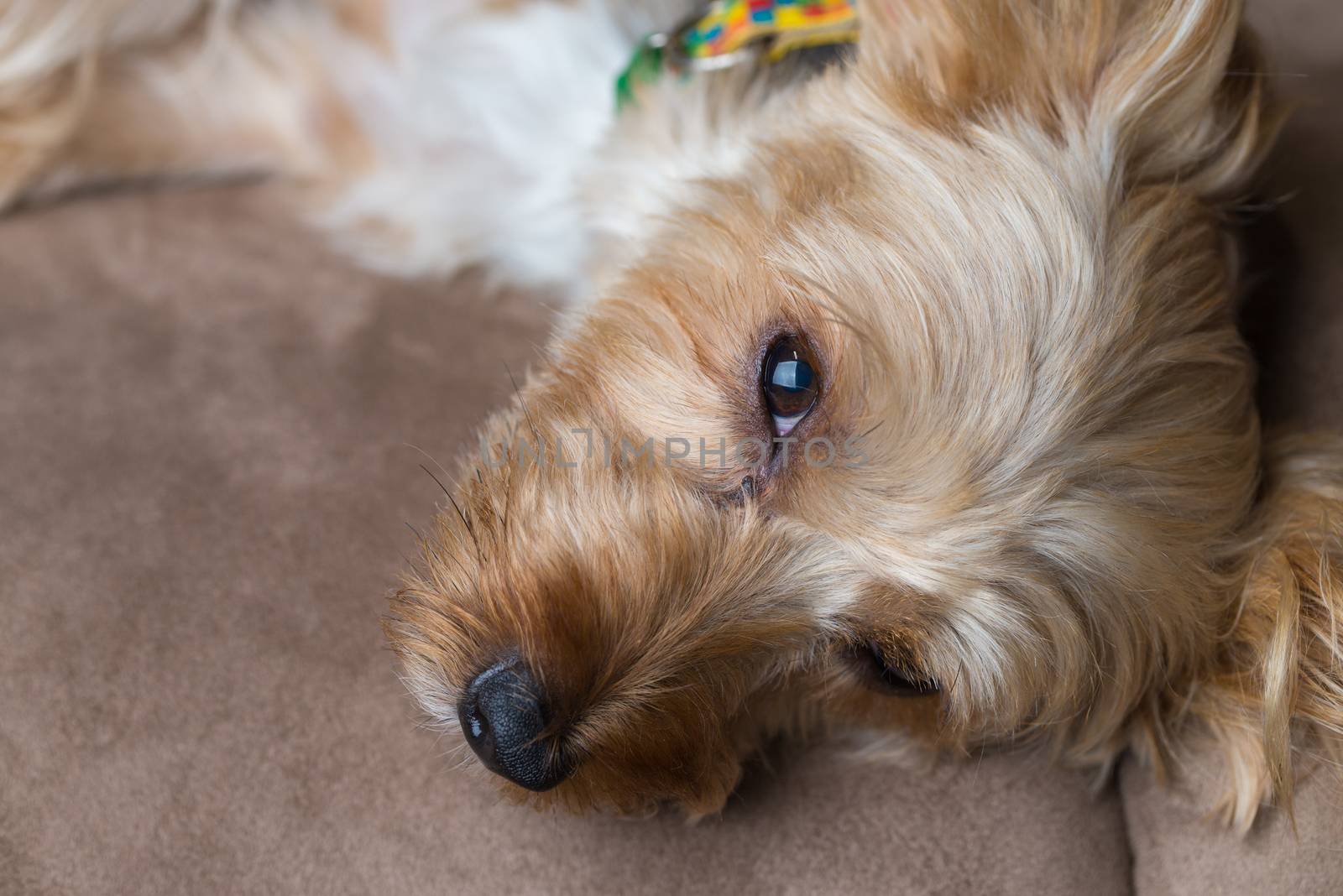 A cute yorkshire terrier laying on a couch wearing a collar.