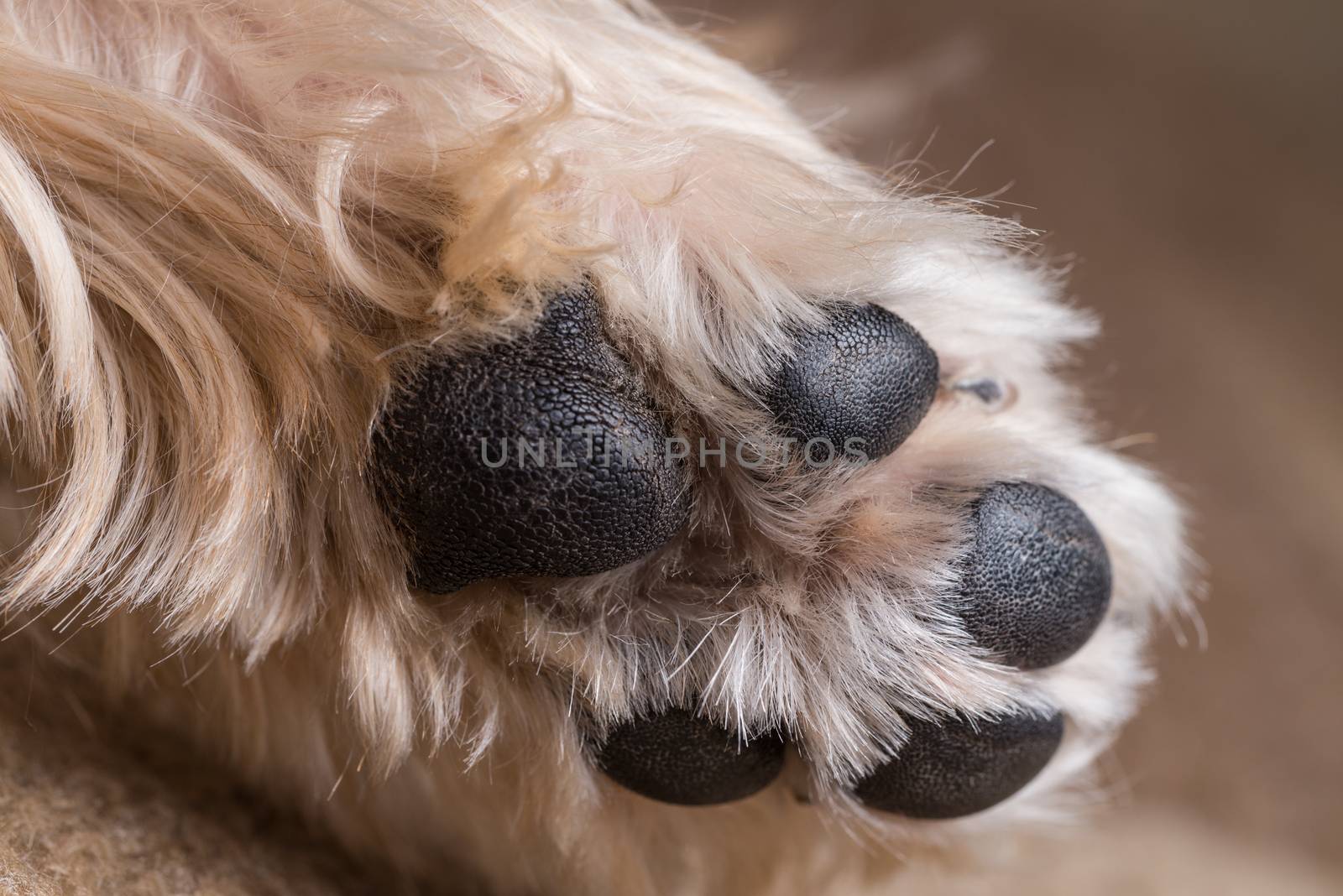 A macro shot of a yorkshire terrier's paw.