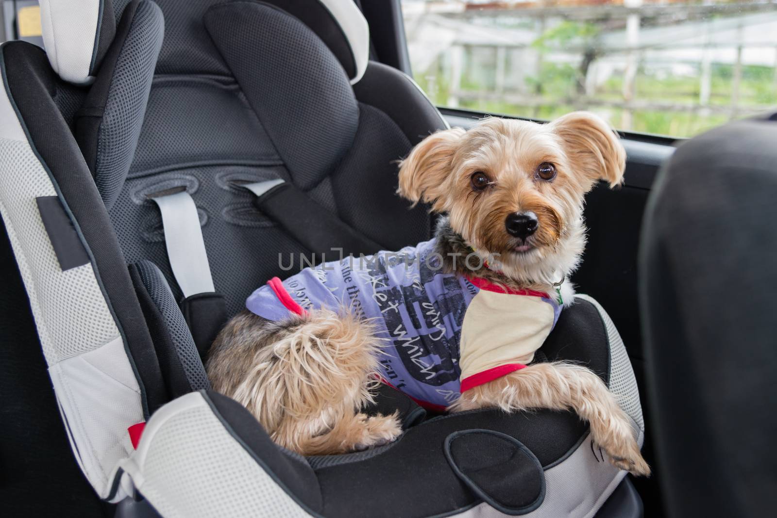 Dog in Child Seat by justtscott