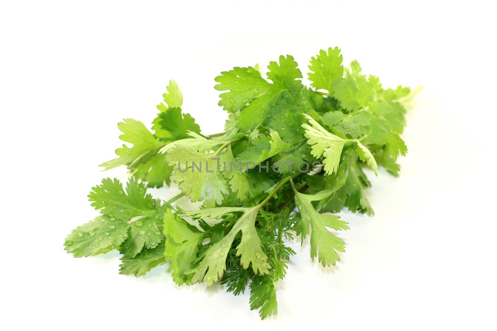 coriander by silencefoto