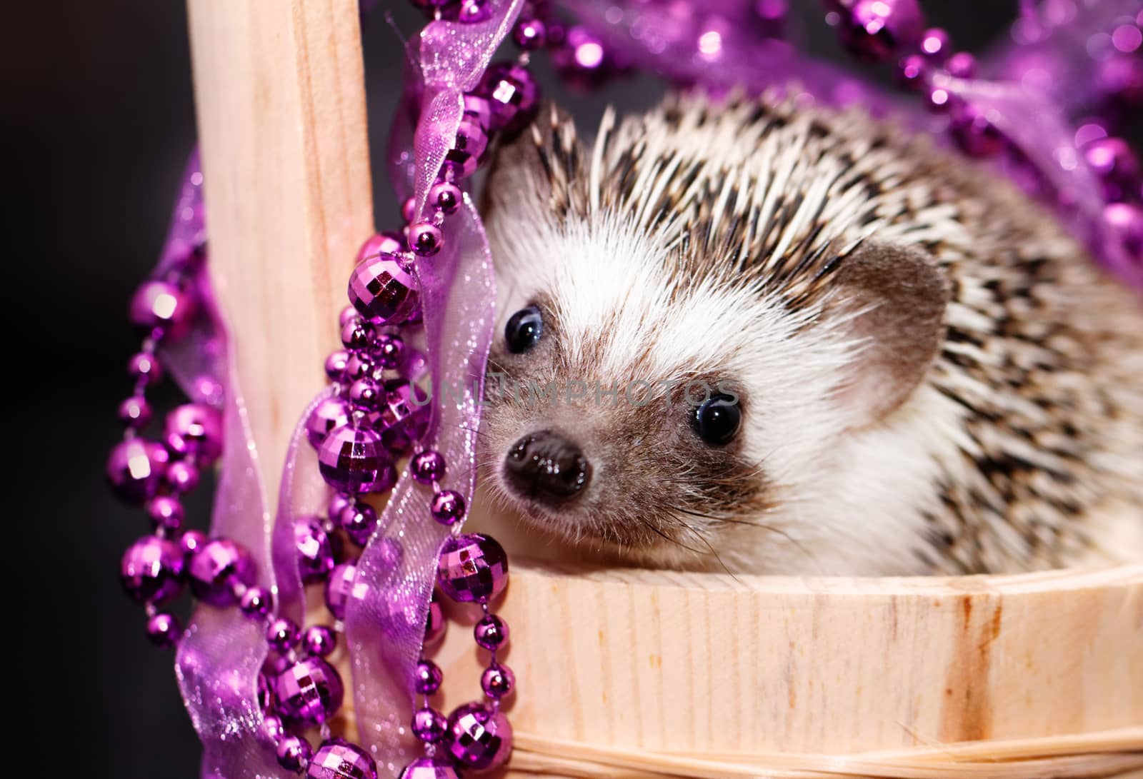 A cute little hedgehog with Christmas decorations