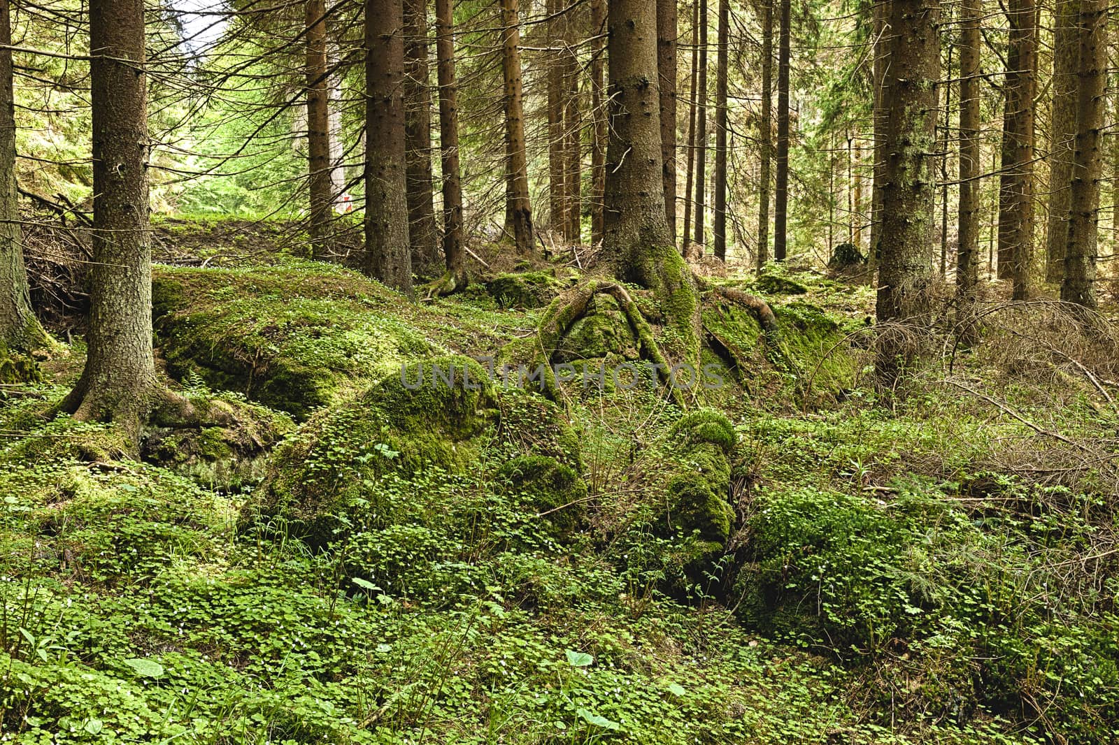 The primeval forest with mossed ground - HDR
