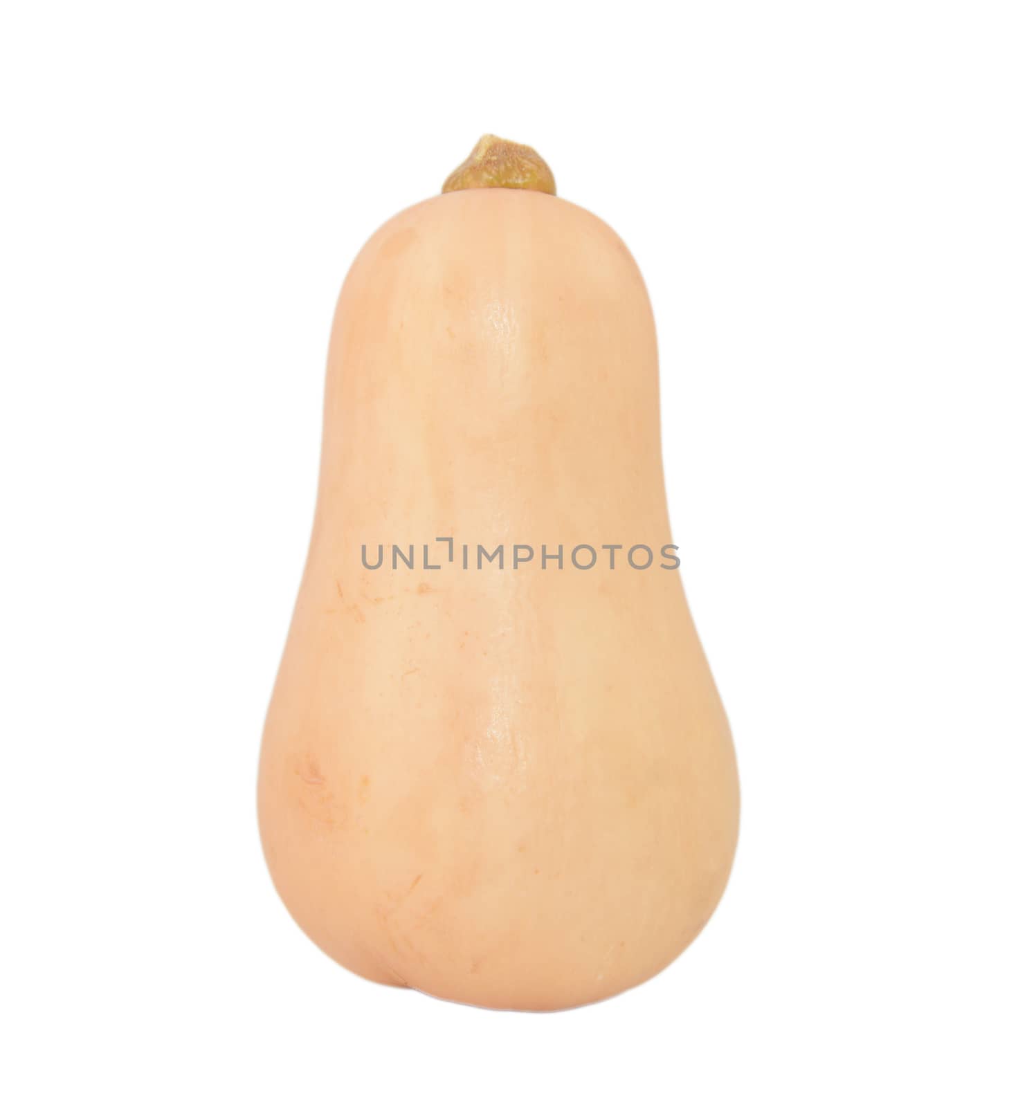 Fresh butternut squash, isolated on a white background