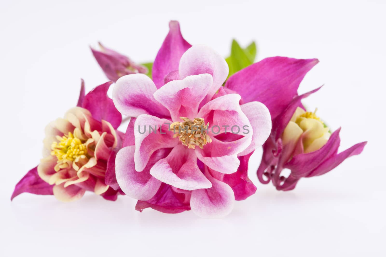 purple flowers of Aquilegia vulgaris isolated on white background