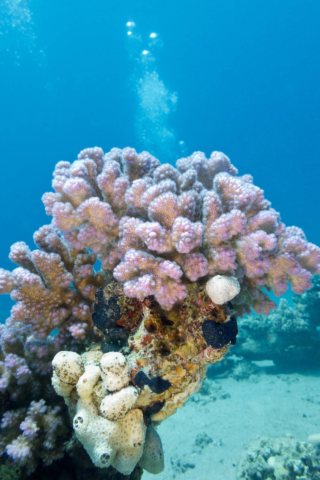 coral reef with pink rasberry coral in tropical sea, underwater by mychadre77