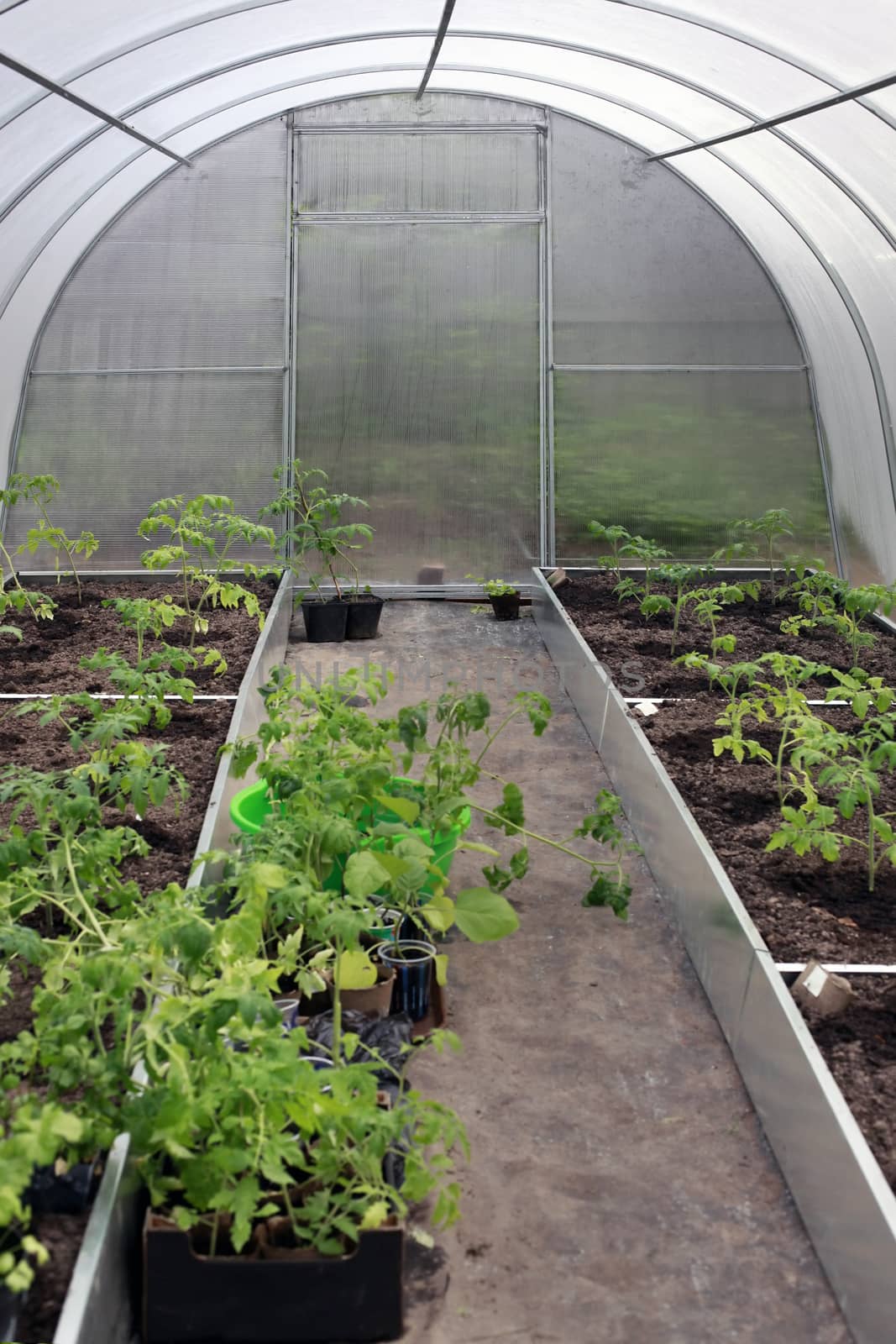 Greenhouses plantations with plants inside view