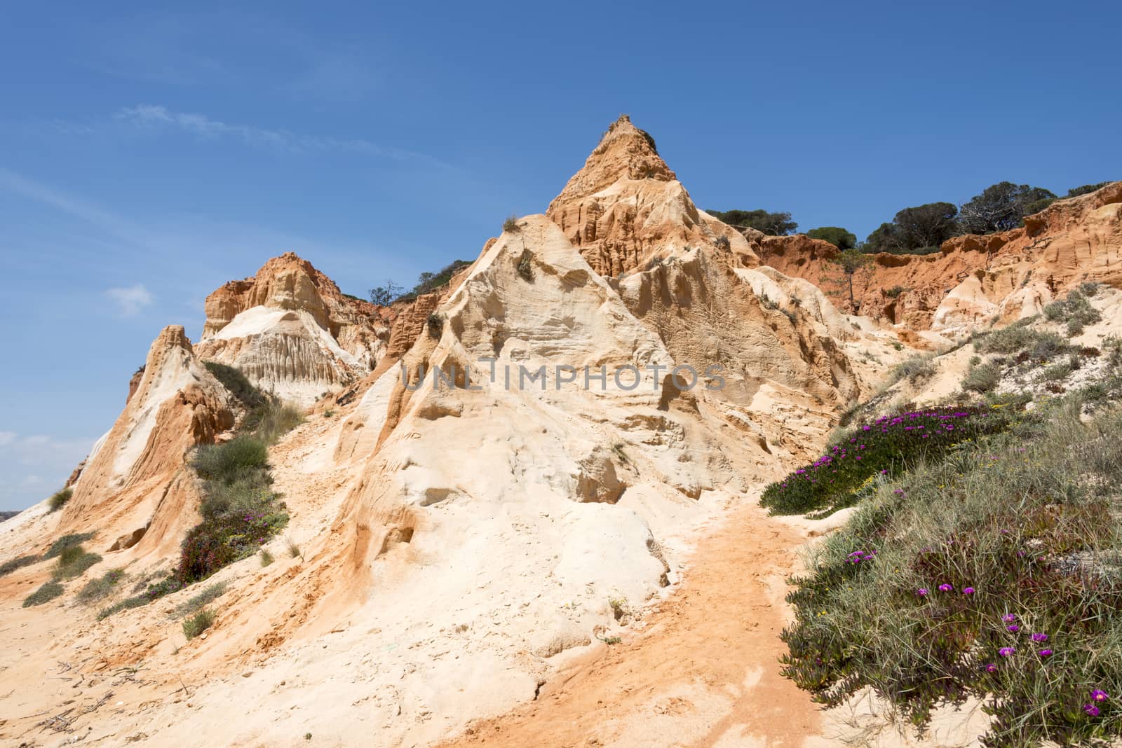 flowers on the Cliffs at Praia da Falesia near villamoura in portugal area algarve 