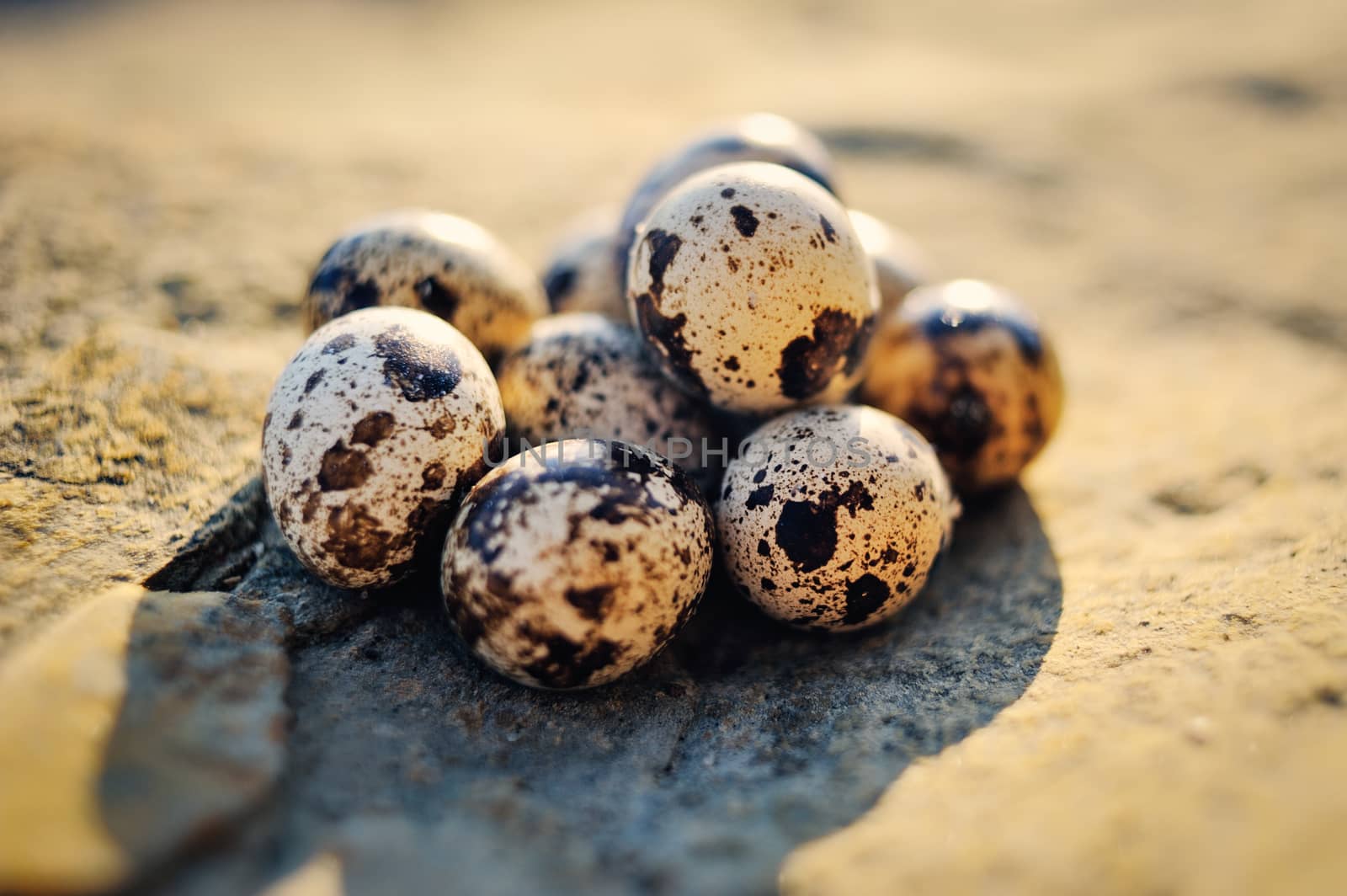 Group of quail eggs on the stone surface