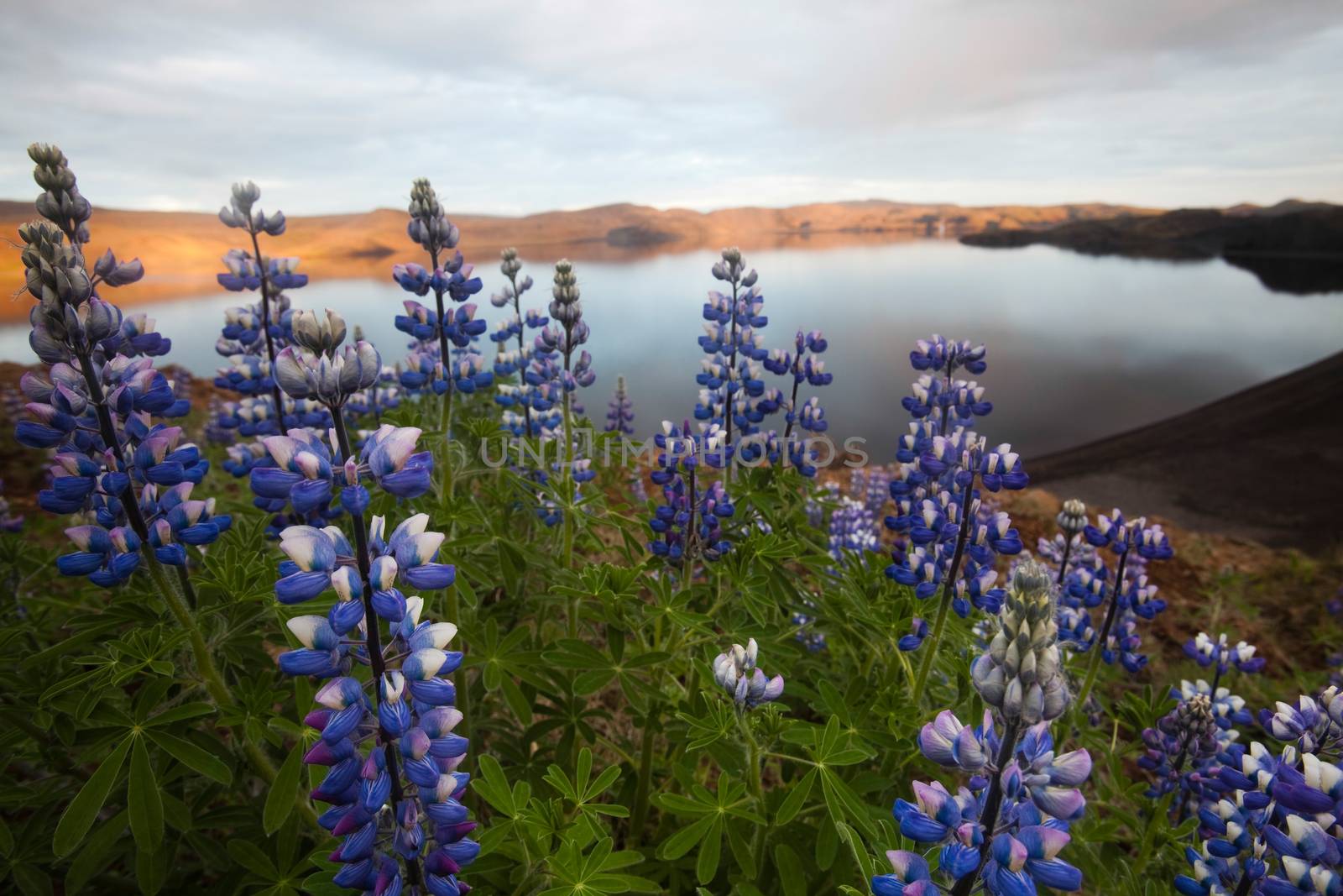 Iceland flowers, bright colorful vivid theme