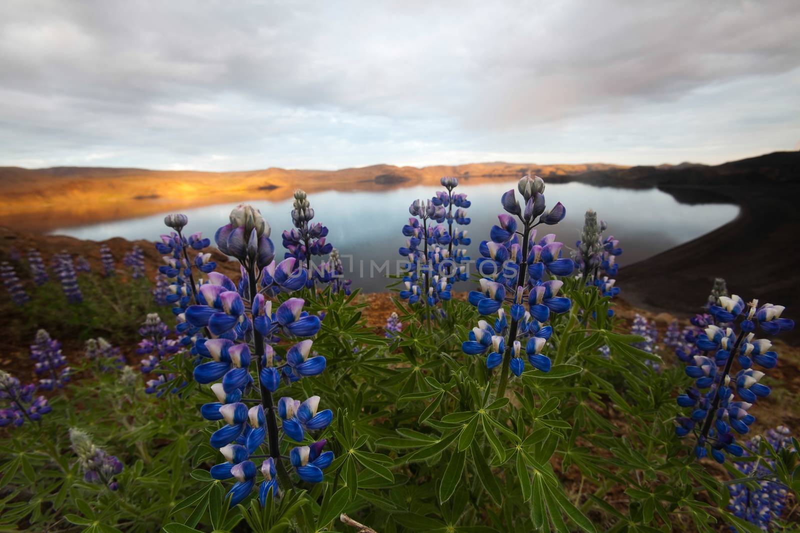 Iceland flowers, bright colorful vivid theme